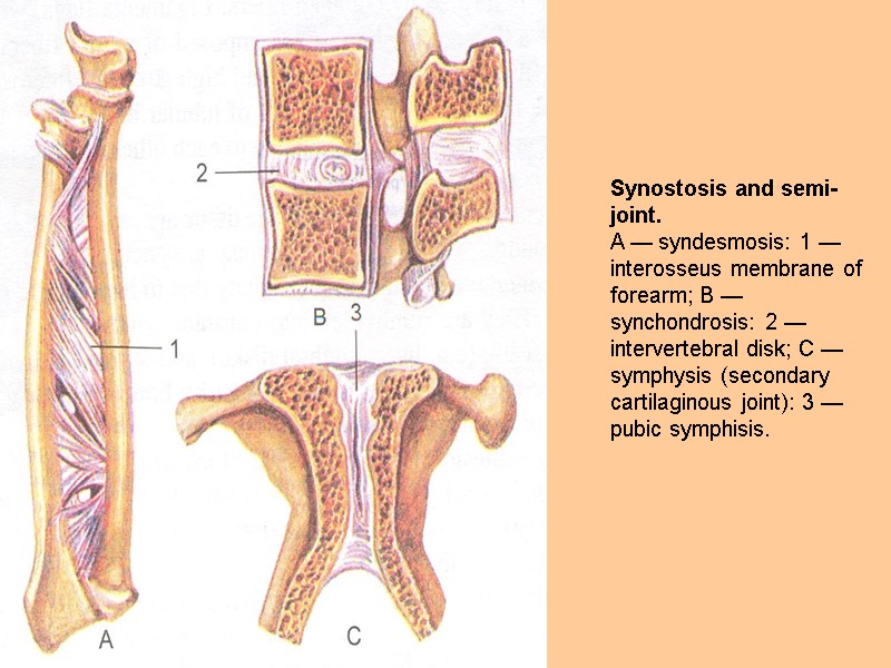 Synostosis and semi-joint. A — syndesmosis: 1 — interosseus membrane of forearm; В —